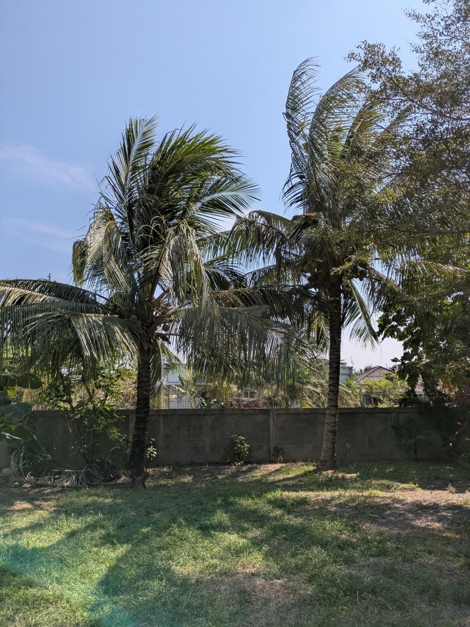 Coconut Lodge Kampot Exterior foto